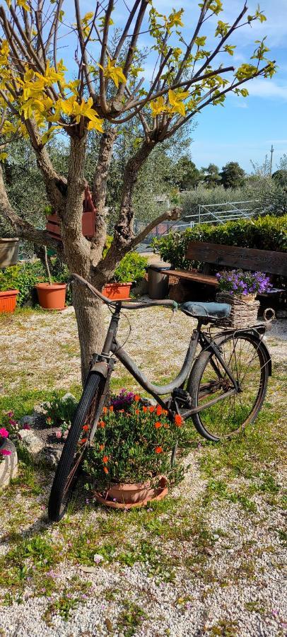 Antico Trullo Immerso Nella Campagna Alberobello Zewnętrze zdjęcie